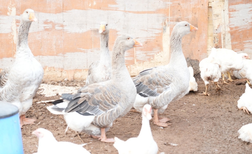 Agrimay : un élevage raisonné au service du goût et du bien-être animal